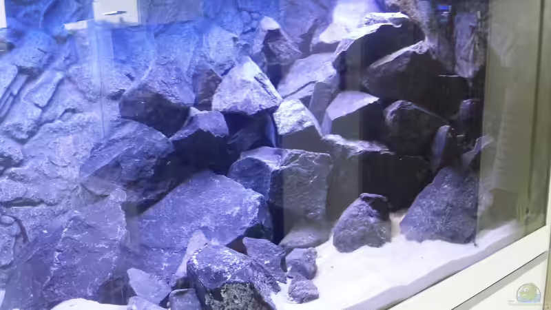 Aquarium Rückkehrer als Malawi von redieh (10)