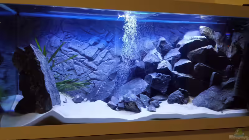 Aquarium Rückkehrer als Malawi von redieh (11)