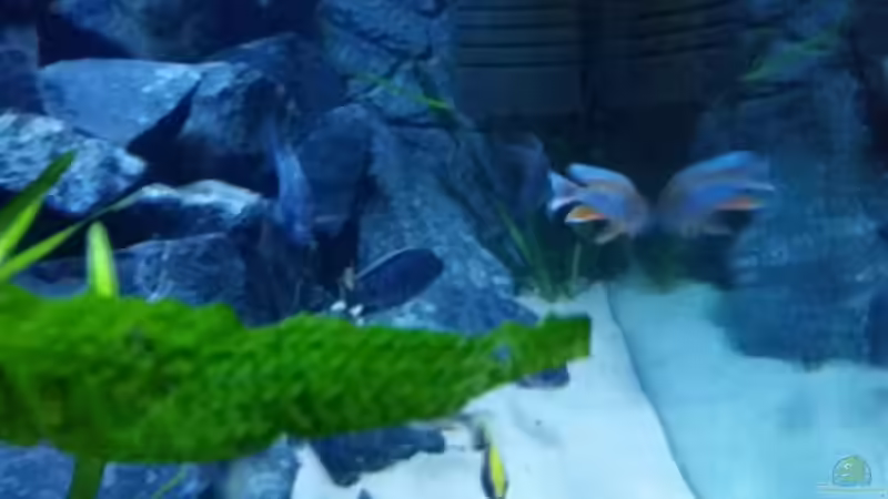 Aquarium Rückkehrer als Malawi von redieh (5)