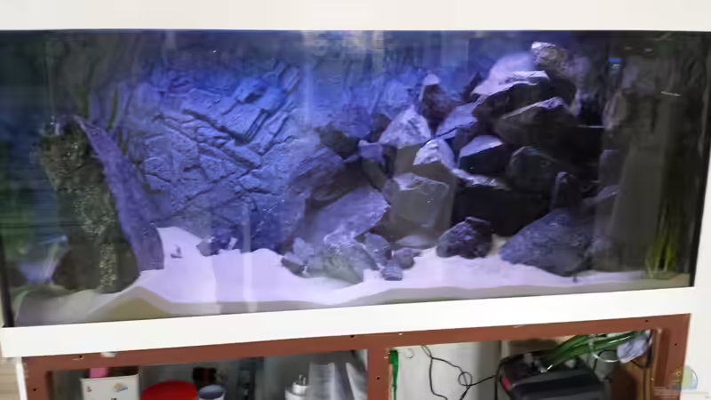 Aquarium Rückkehrer als Malawi von redieh (8)