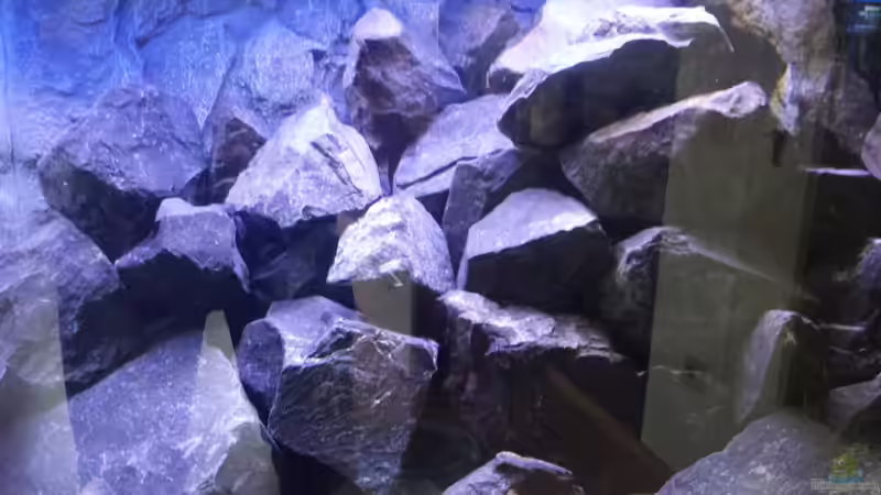 Aquarium Rückkehrer als Malawi von redieh (9)