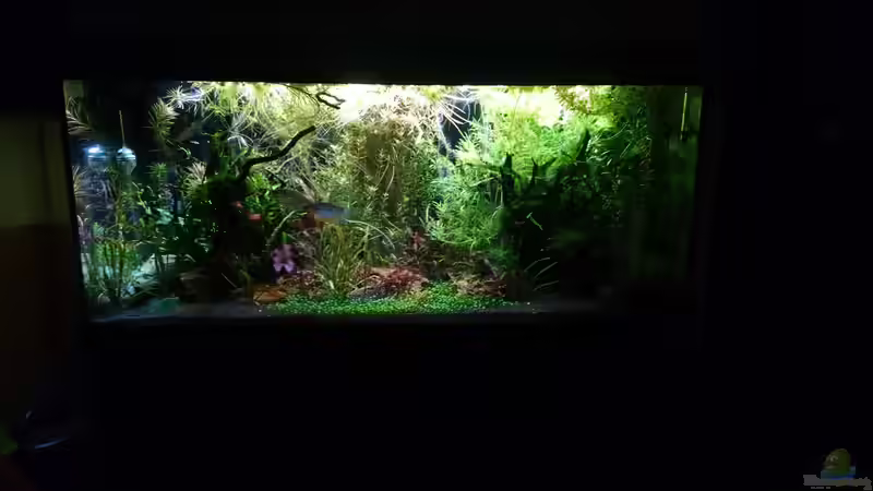 Aquarium Ruheoase mit Lichtung von Wasserwelten (4)