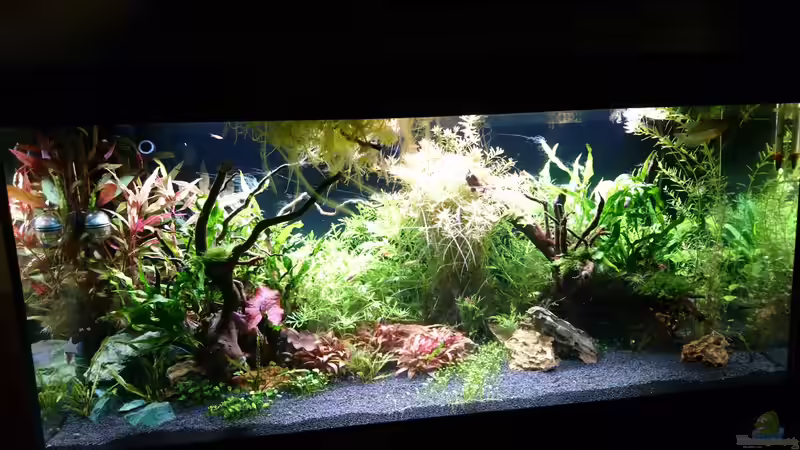 Aquarium Ruheoase mit Lichtung von Wasserwelten (5)