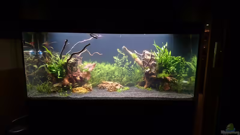Aquarium Ruheoase mit Lichtung von Wasserwelten (8)