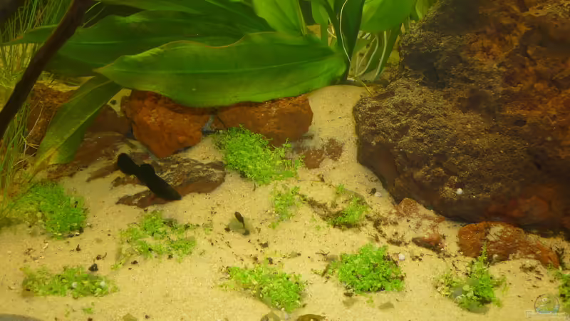 Aquarium Ruheoase von Stefan E. (7)