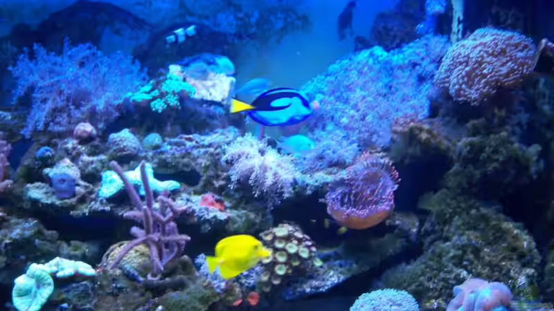 Aquarium Rundbogenglasaquarium von Jürgen Stapf (10)