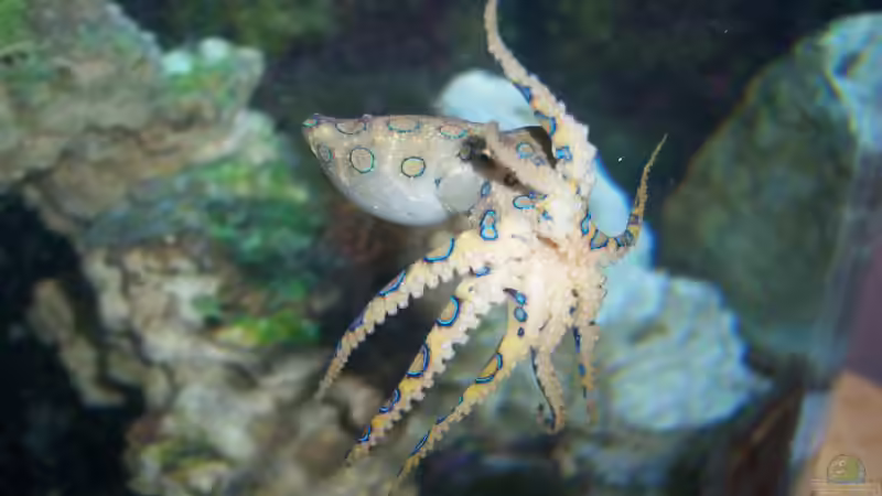 Aquarium Rundbogenglasaquarium von Jürgen Stapf (11)