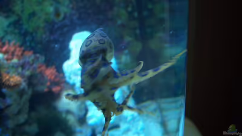 Aquarium Rundbogenglasaquarium von Jürgen Stapf (12)