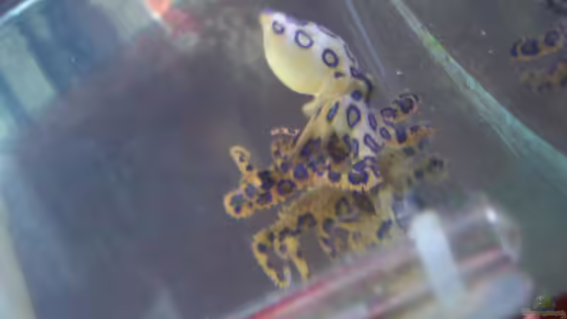 Aquarium Rundbogenglasaquarium von Jürgen Stapf (13)