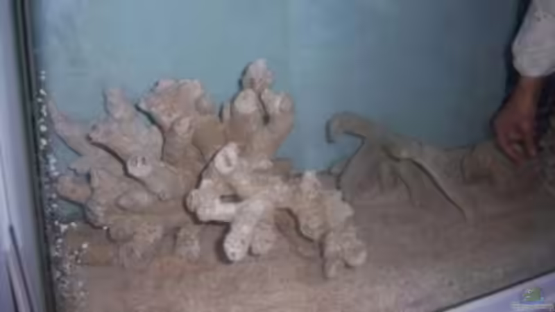 Aquarium Rundbogenglasaquarium von Jürgen Stapf (3)