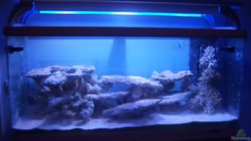 Aquarium Rundbogenglasaquarium von Jürgen Stapf (5)