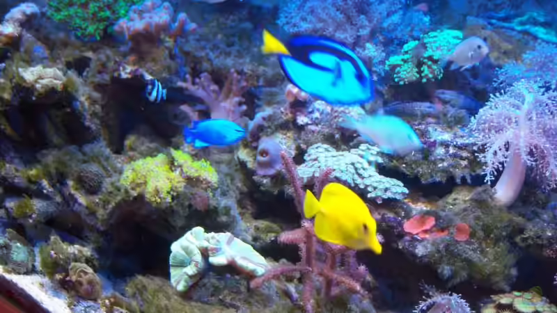 Aquarium Rundbogenglasaquarium von Jürgen Stapf (7)
