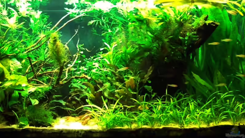 Aquarium Salmler-Becken (Rotkopf/Kaiser) von Mario74 (10)