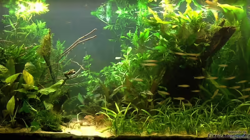 Aquarium Salmler-Becken (Rotkopf/Kaiser) von Mario74 (8)