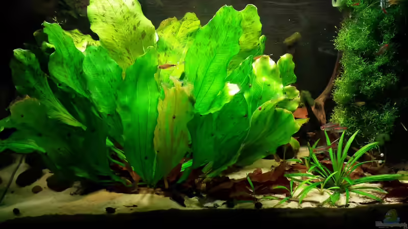 Aquarium Salmler-Suppe (Okt.2015 abegaut) von Markus J. (2)