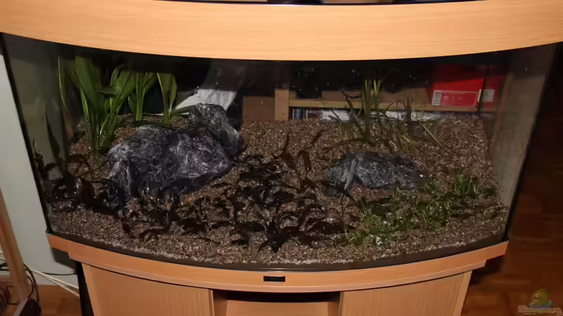 Aquarium Salmlerbecken von Carphunter (3)