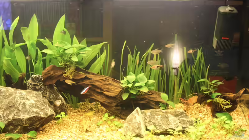 Aquarium Salmlerbecken von Carphunter (4)