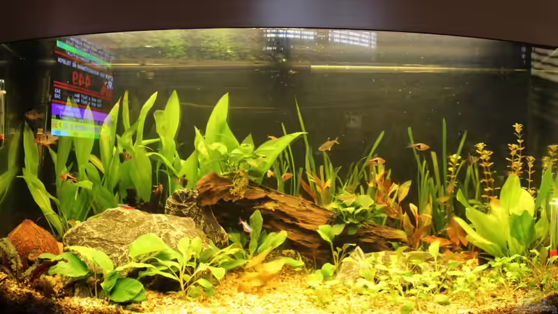 Aquarium Salmlerbecken von Carphunter (5)