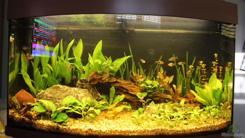 Aquarium Salmlerbecken von Carphunter (6)