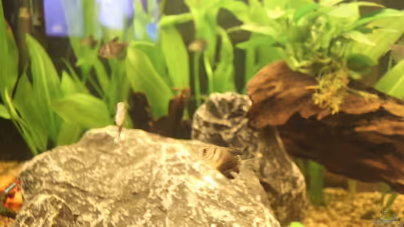 Aquarium Salmlerbecken von Carphunter (9)