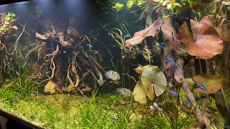 Aquarium Salmlerdelta (aufgelöst) von Gregorsimsel (2)