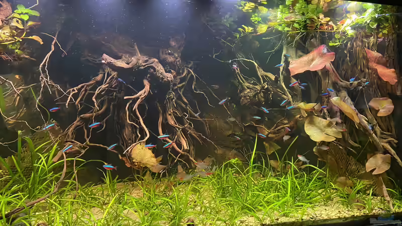 Aquarium Salmlerdelta (aufgelöst) von Gregorsimsel (3)