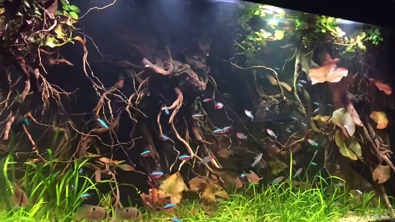 Aquarium Salmlerdelta (aufgelöst) von Gregorsimsel (8)