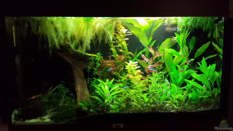 Aquarium Salmlerwelten (umgebaut zur Amerika Räuberwelt)) von NRW (10)