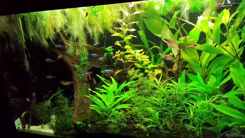 Aquarium Salmlerwelten (umgebaut zur Amerika Räuberwelt)) von NRW (14)