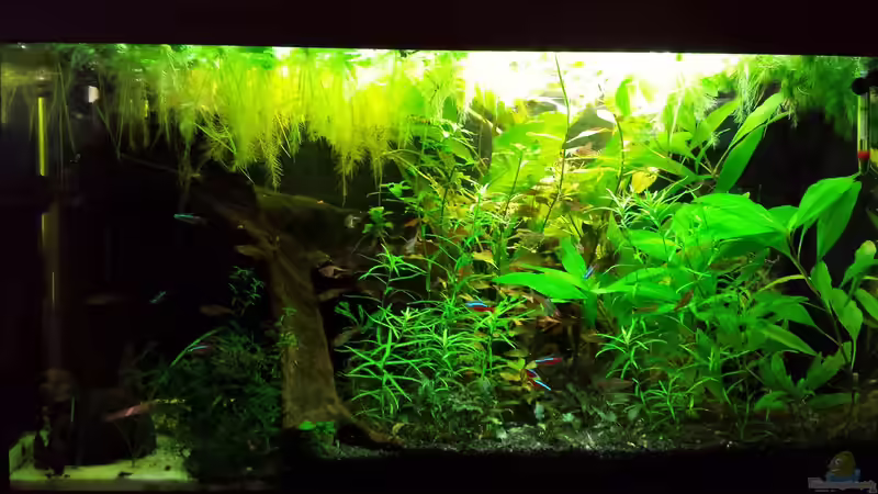 Aquarium Salmlerwelten (umgebaut zur Amerika Räuberwelt)) von NRW (15)