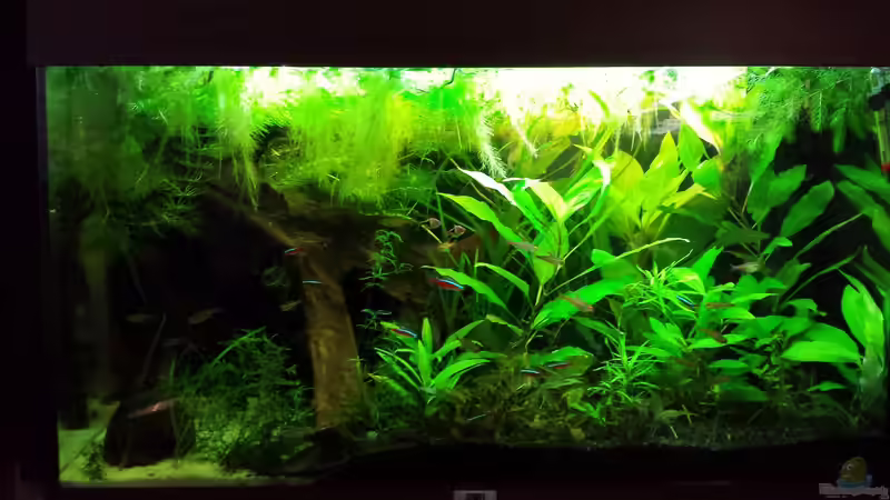 Aquarium Salmlerwelten (umgebaut zur Amerika Räuberwelt)) von NRW (4)