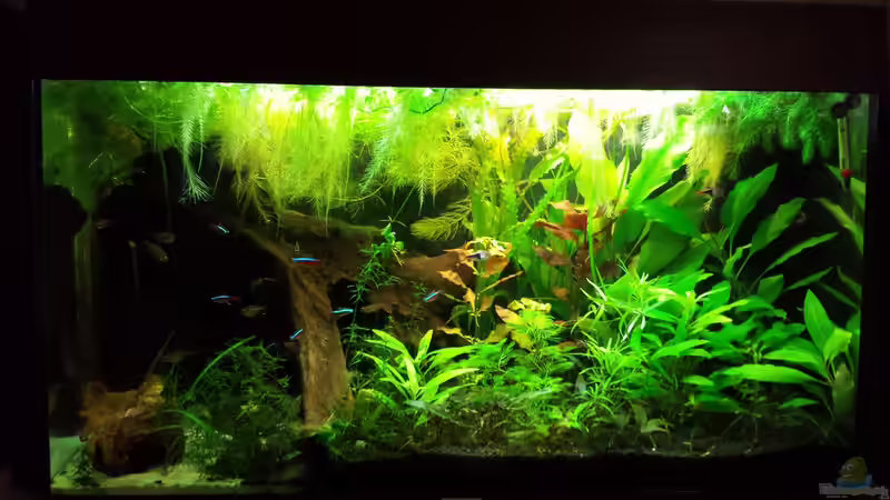 Aquarium Salmlerwelten (umgebaut zur Amerika Räuberwelt)) von NRW (9)