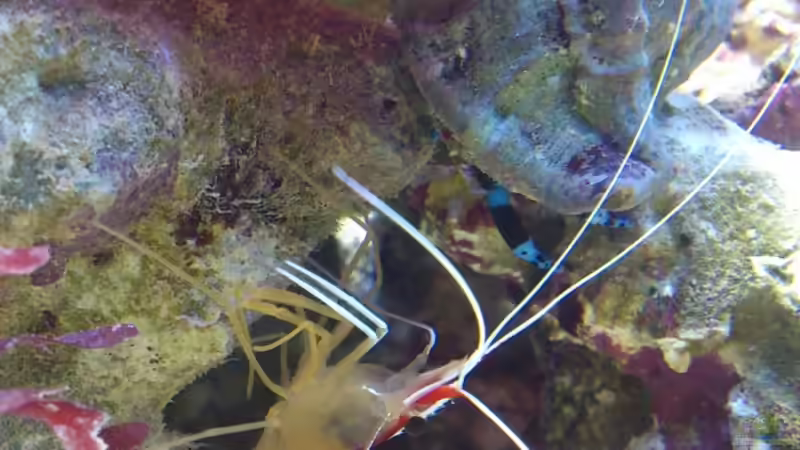 Aquarium Salzwasser Würfel von Dirk Pfeifer (10)