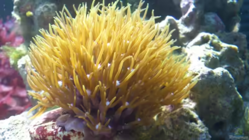 Aquarium Salzwasser Würfel von Dirk Pfeifer (11)