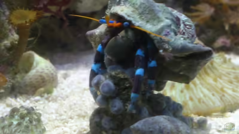 Aquarium Salzwasser Würfel von Dirk Pfeifer (12)