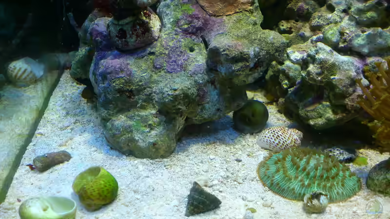 Aquarium Salzwasser Würfel von Dirk Pfeifer (14)