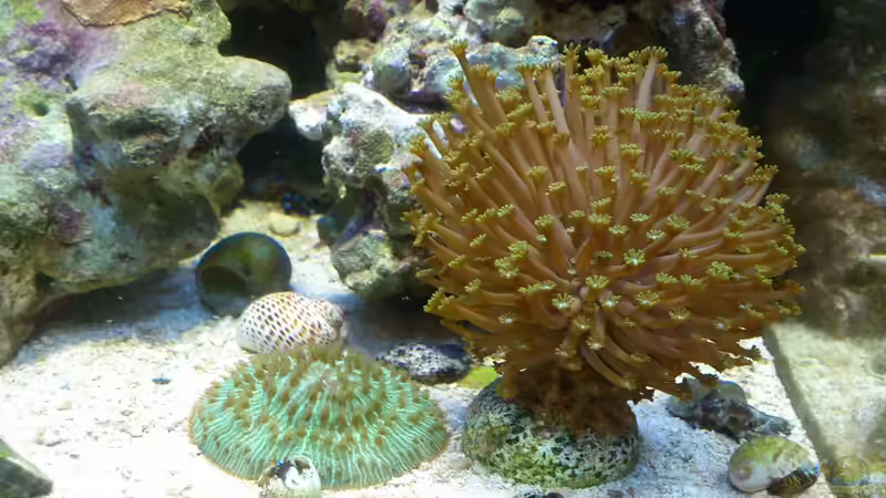 Aquarium Salzwasser Würfel von Dirk Pfeifer (15)