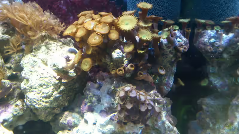 Aquarium Salzwasser Würfel von Dirk Pfeifer (17)