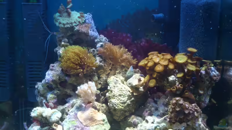 Aquarium Salzwasser Würfel von Dirk Pfeifer (18)