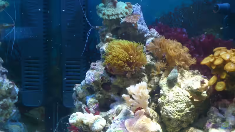 Aquarium Salzwasser Würfel von Dirk Pfeifer (19)