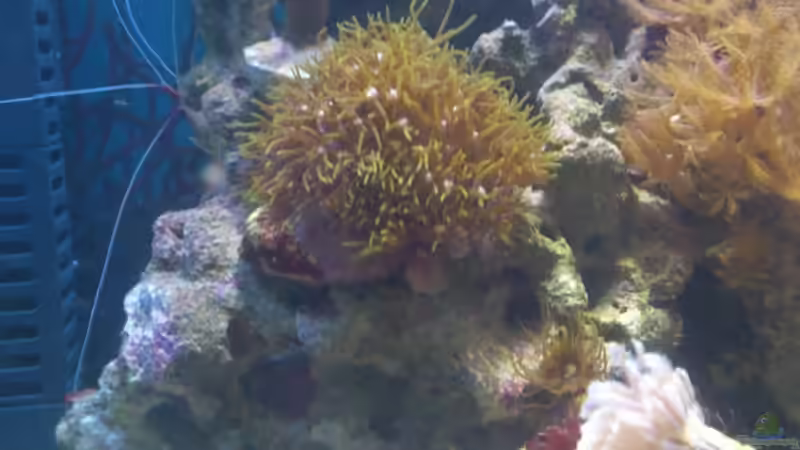 Aquarium Salzwasser Würfel von Dirk Pfeifer (2)