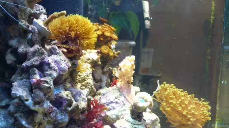 Aquarium Salzwasser Würfel von Dirk Pfeifer (20)