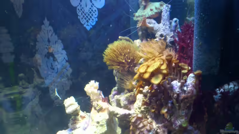 Aquarium Salzwasser Würfel von Dirk Pfeifer (21)