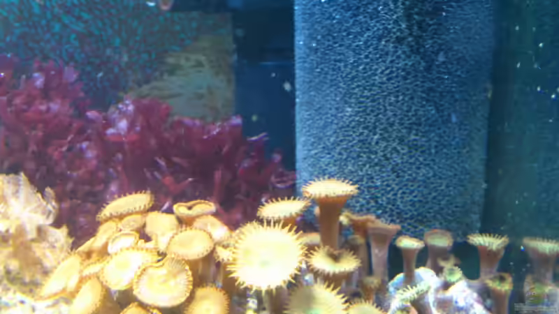 Aquarium Salzwasser Würfel von Dirk Pfeifer (23)