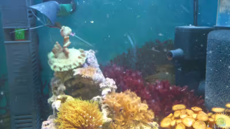 Aquarium Salzwasser Würfel von Dirk Pfeifer (24)