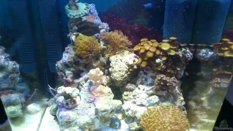 Aquarium Salzwasser Würfel von Dirk Pfeifer (25)