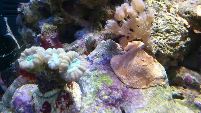 Aquarium Salzwasser Würfel von Dirk Pfeifer (26)