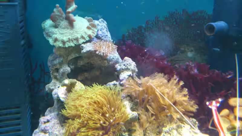 Aquarium Salzwasser Würfel von Dirk Pfeifer (27)