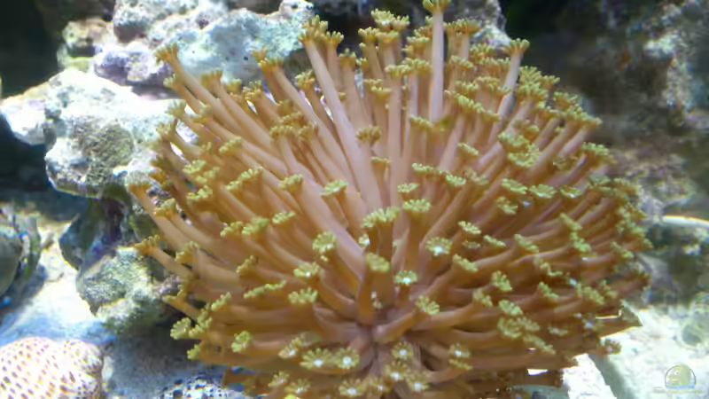 Aquarium Salzwasser Würfel von Dirk Pfeifer (28)