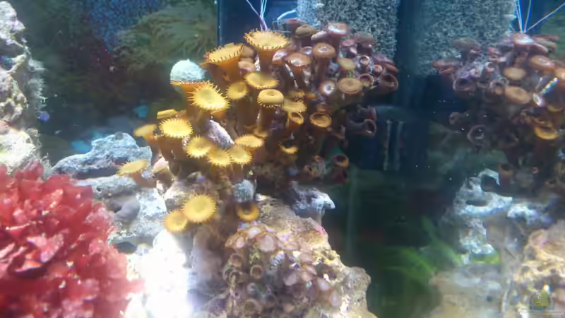 Aquarium Salzwasser Würfel von Dirk Pfeifer (4)